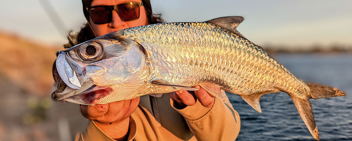Unexpected Mandurah tarpon