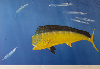 Mahi mahi Hunting Colours Vintage Predators Series Print - Single Print