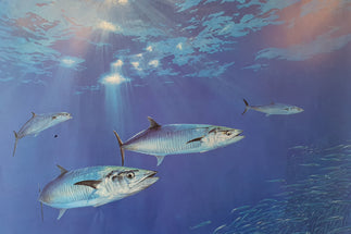 Spanish Mackerel Vintage Predators Series Print - Single Print