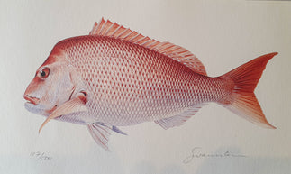 Pink Snapper Species Print - Single Print