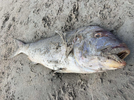 The Catastrophic Algal Bloom in SA Waters