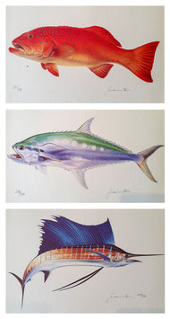 Northern Fish Species Prints - Set of 3